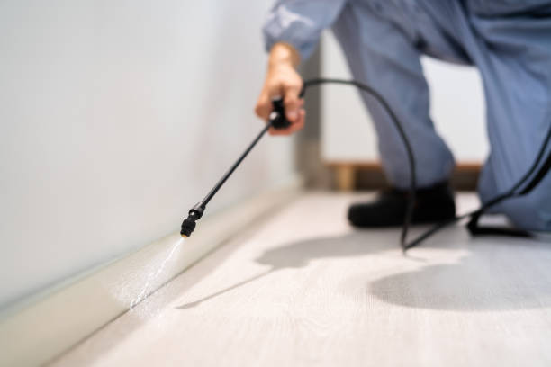Best Wasp Removal Services  in Morgan City, LA