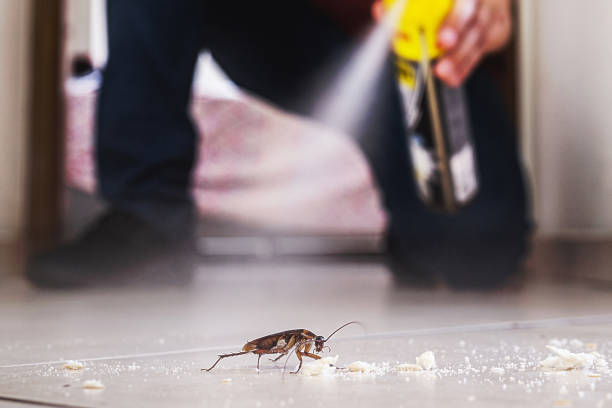 Best Local Pest Control Services  in Morgan City, LA