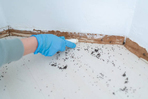 Best Mosquito Control Services  in Morgan City, LA