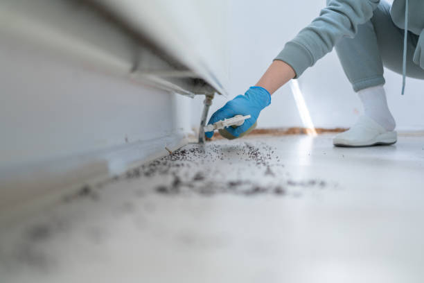 Best Cockroach Control Services  in Morgan City, LA
